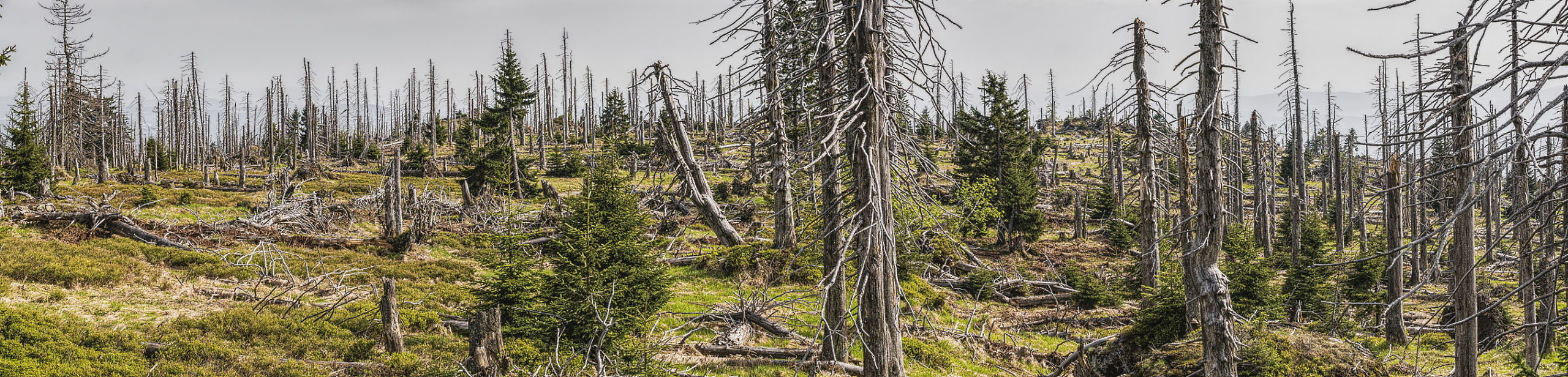 Waldsterben Durch Klimakrise