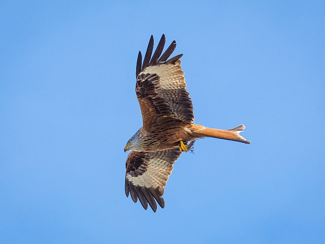 Symbolvogel Windkraftgegner Umweltschutzorganisationene Rotmilan